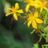 Flore de hipérico