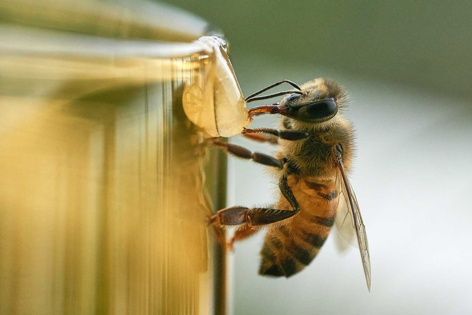 Abeja produciendo miel