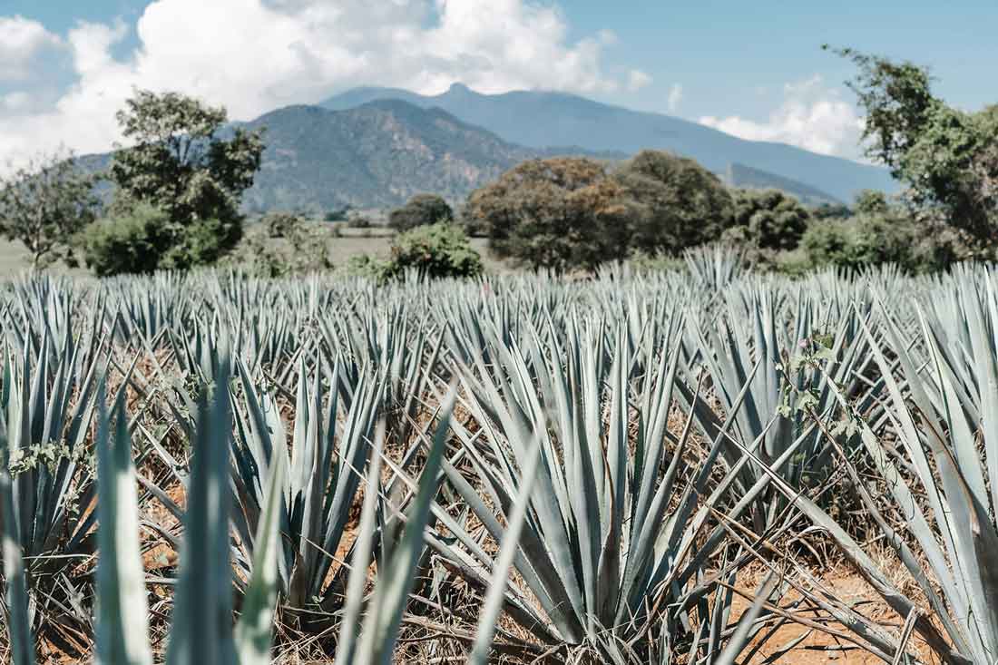 Agave - Fibra textil natural