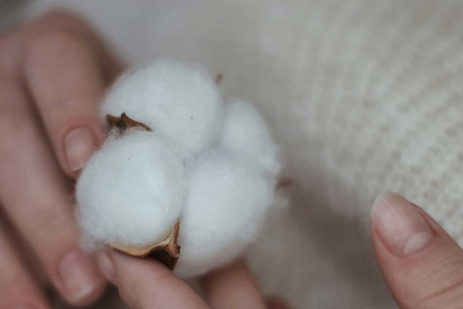 Algodón orgánico - Fibra textil natural sostenible