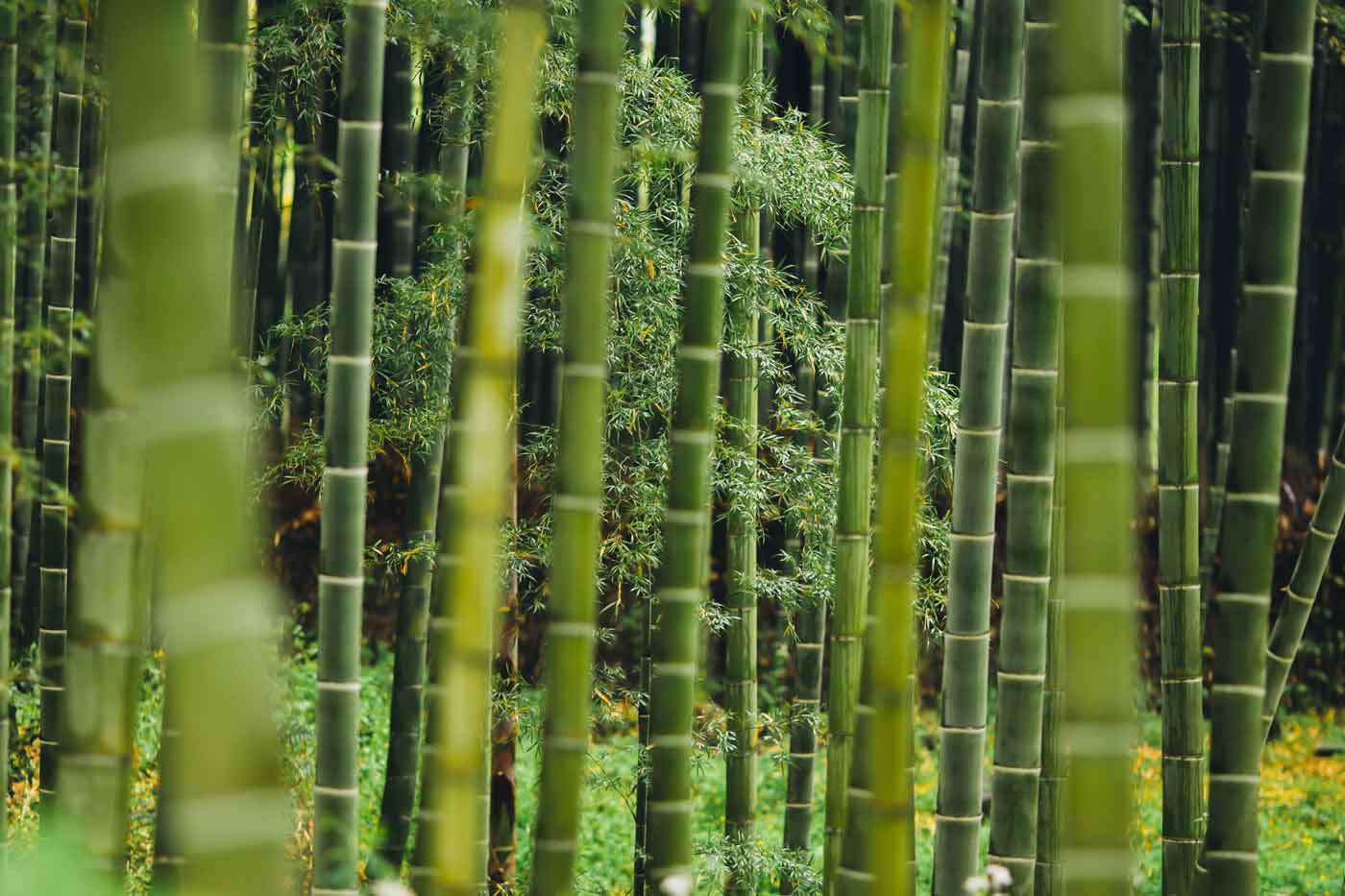 Bambú - Fibra textil natural