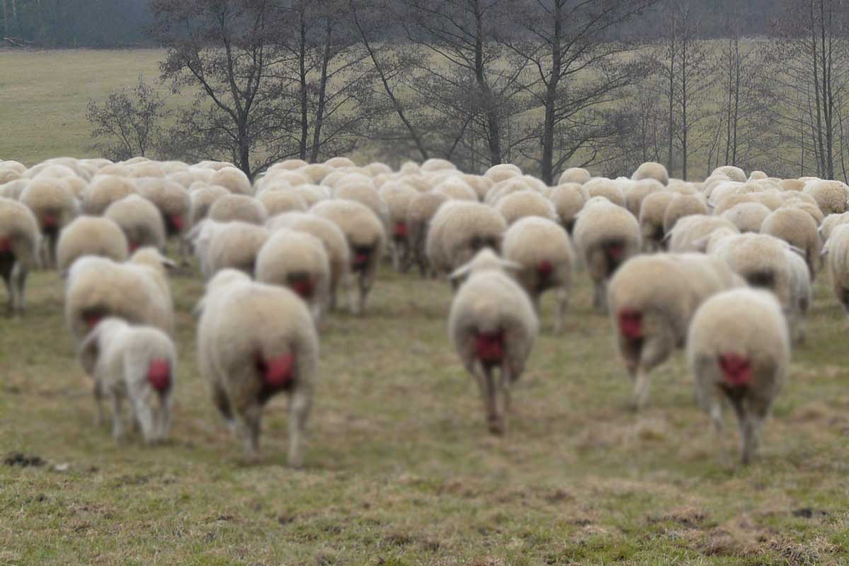Ovejas a las que se le ha practicado el mulesing