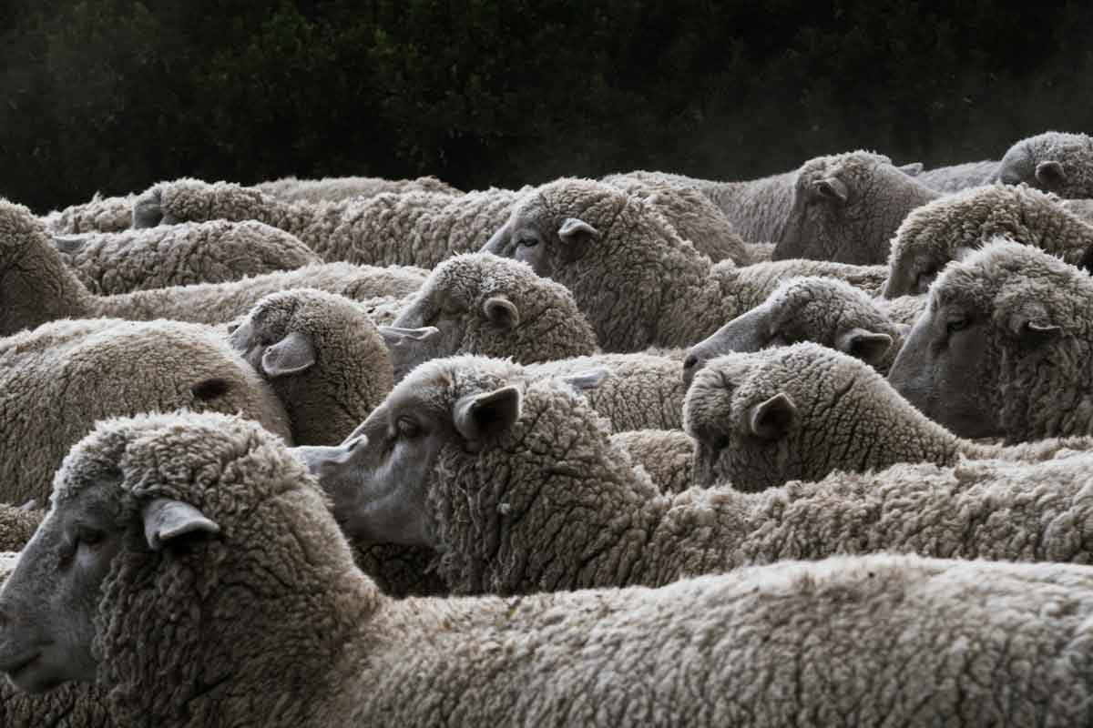 Ovejas merinas australianas