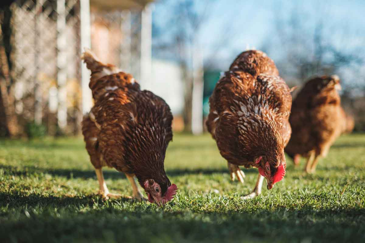Gallinas ecológicas criadas en libertad