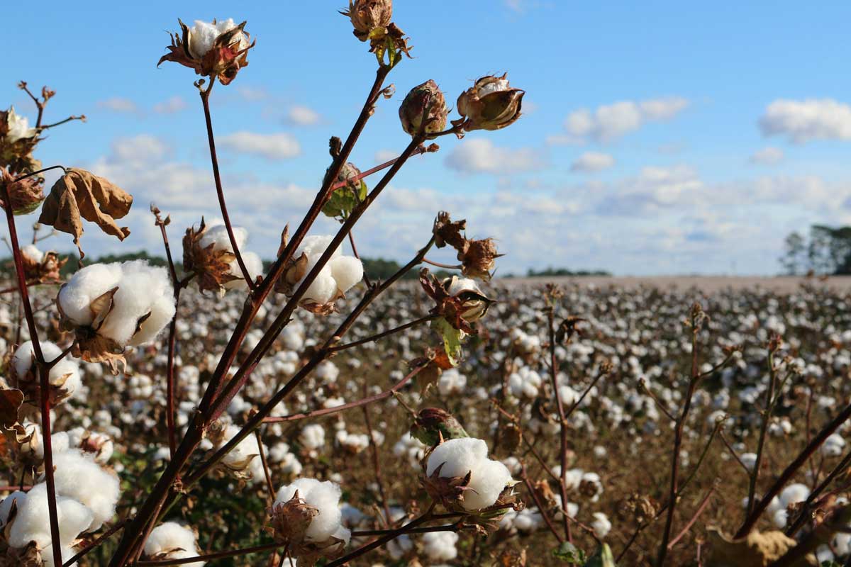 Campo de cultivo sostenible de algodón orgánico
