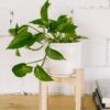Soporte de madera desmontable para macetas con dos alturas de colocación