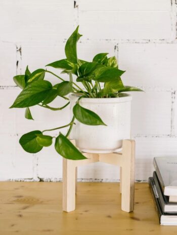 Soporte de madera desmontable para macetas con dos alturas de colocación