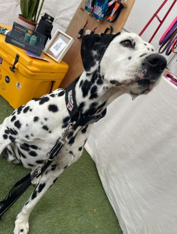 Perro con collar ancho color negro