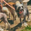 Collar acolchado para perro con ondas Copacabana - Imagen 10