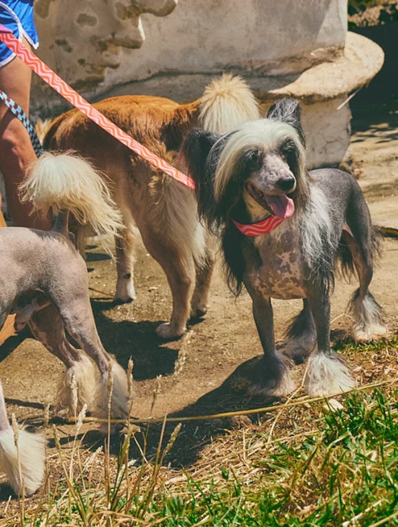 Collar acolchado para perro con ondas Copacabana - Imagen 10