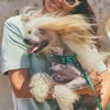 Collar acolchado para perro con ondas Copacabana - Imagen 2
