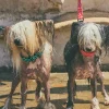 Collar acolchado para perro con ondas Copacabana - Imagen 7