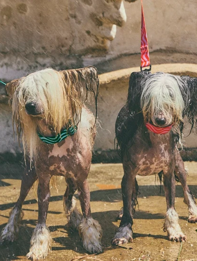 Collar acolchado para perro con ondas Copacabana - Imagen 7