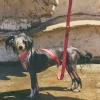 Collar acolchado para perro con ondas Copacabana - Imagen 8