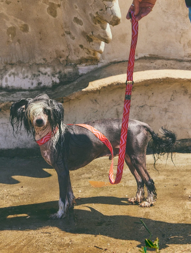 Collar acolchado para perro con ondas Copacabana - Imagen 8
