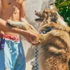 Collar de cuadros para perro Checker - Imagen 7