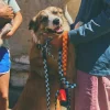 Collar de cuadros para perro Checker - Imagen 9