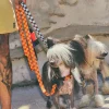 Correa de cuadros para perro Checker - Imagen 2
