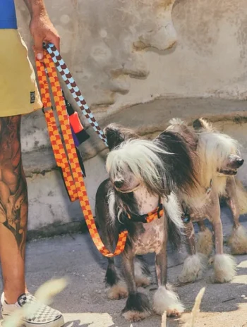 Alternative view of Correa de cuadros para perro Checker