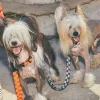 Correa de cuadros para perro Checker - Imagen 5