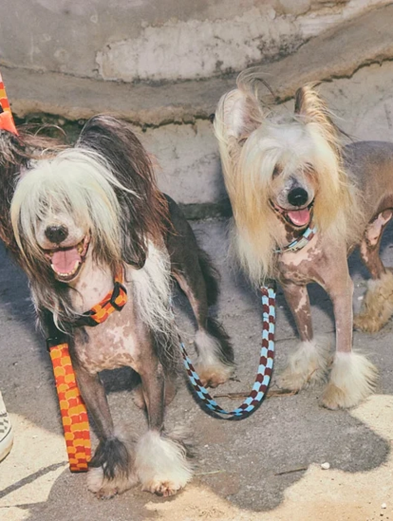 Correa de cuadros para perro Checker - Imagen 5