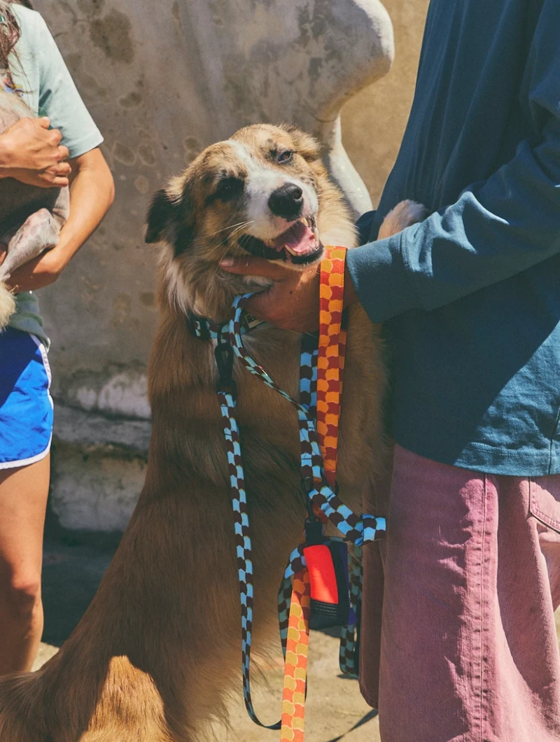 Correa de cuadros para perro Checker - Imagen 7