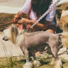 Correa de cuadros para perro Checker - Imagen 8