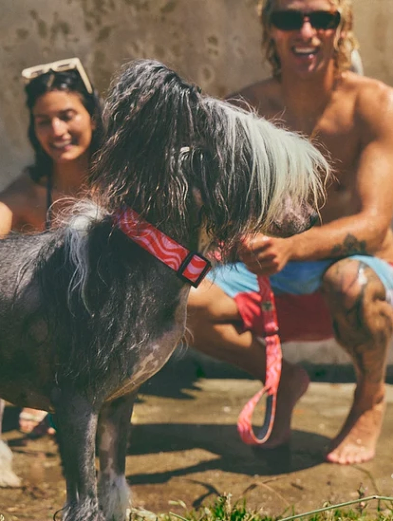 Correa para perro con asa acolchada Copacabana - Imagen 10