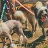 Correa para perro con asa acolchada Copacabana - Imagen 11