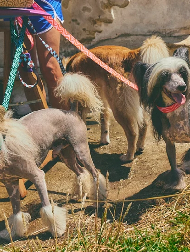 Correa para perro con asa acolchada Copacabana - Imagen 11