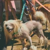 Correa para perro con asa acolchada Copacabana - Imagen 7