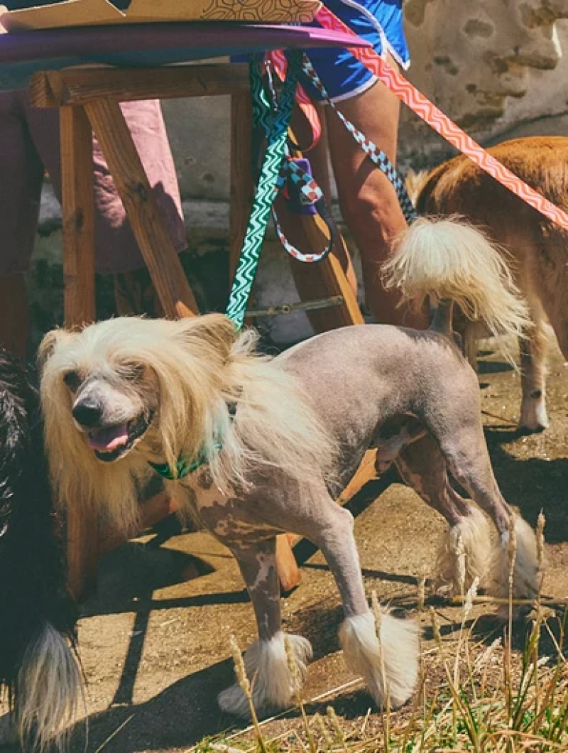 Correa para perro con asa acolchada Copacabana - Imagen 7