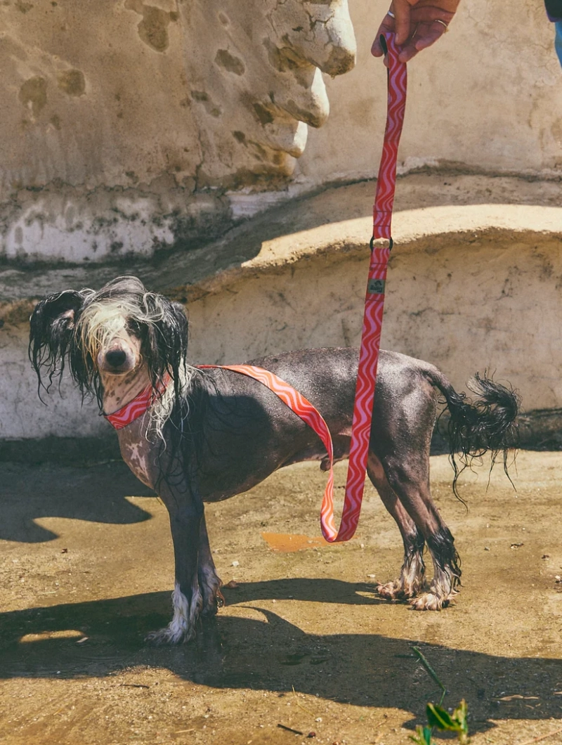 Correa para perro con asa acolchada Copacabana - Imagen 9