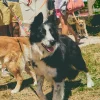 Correa para perro con estampado retro Yinsun - Imagen 4