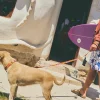 Correa para perro con estampado retro Yinsun - Imagen 5
